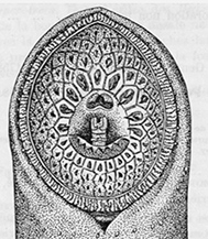 Petromyzon marinus_boca.jpg